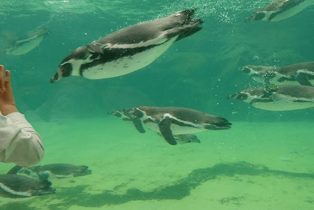 葛西臨海水族園 国内最大級のペンギン展示と約600種の生き物達 Epark Cocoyuco