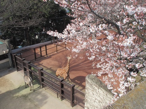 神奈川県のお花見スポット1