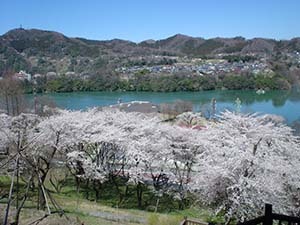 神奈川県のお花見スポット3