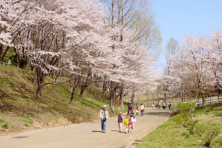 神奈川県のお花見スポット8