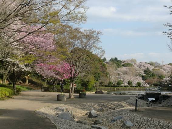 神奈川県のお花見スポット2