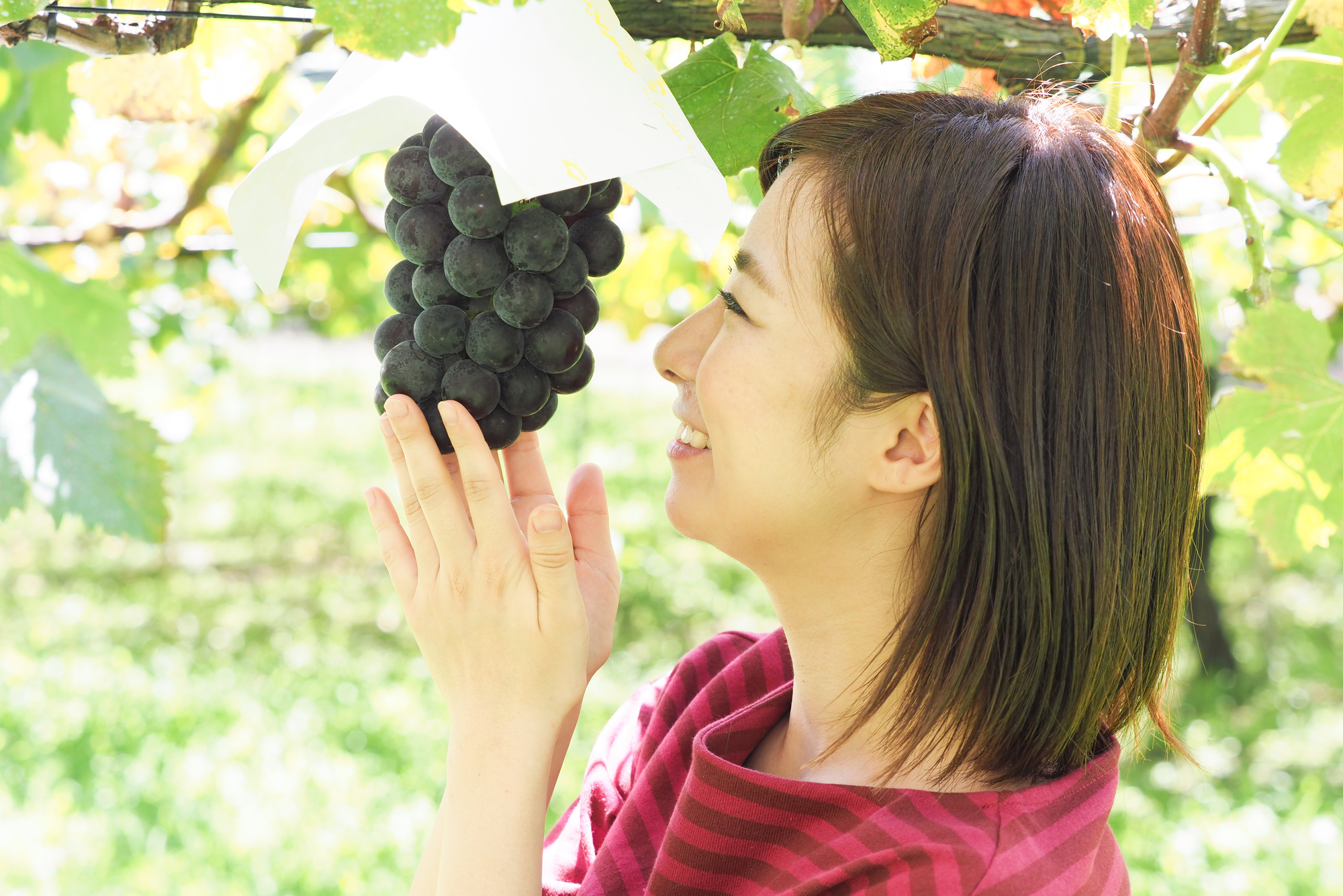 東京で果物狩り！ぶどう・ブルーベリーなど人気のフルーツ農園情報！