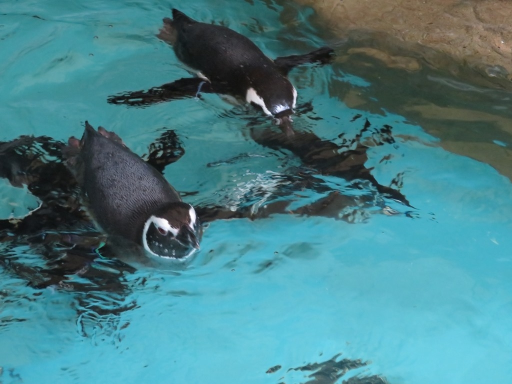しながわ水族館 フンボルトペンギン
