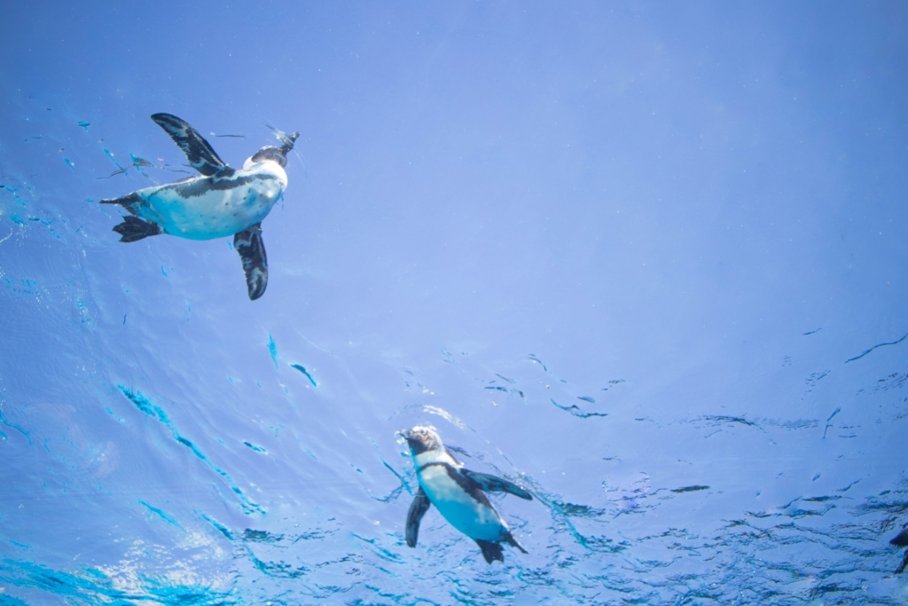 サンシャイン水族館 空飛ぶペンギン2