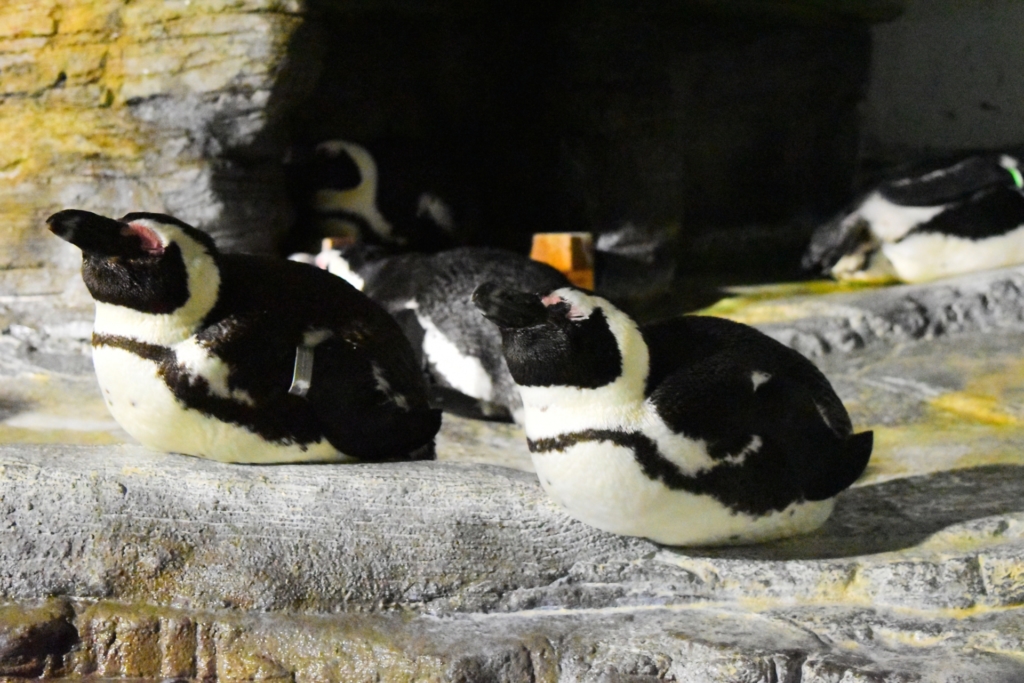 センスがひかる サンシャイン水族館 のお土産まとめ ペンギングッズが大人気 Epark Cocoyuco