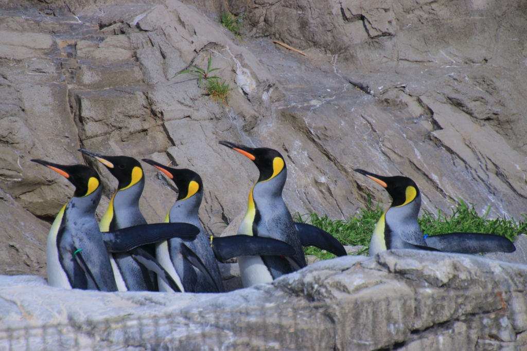 越前松島水族館 オウサマペンギン