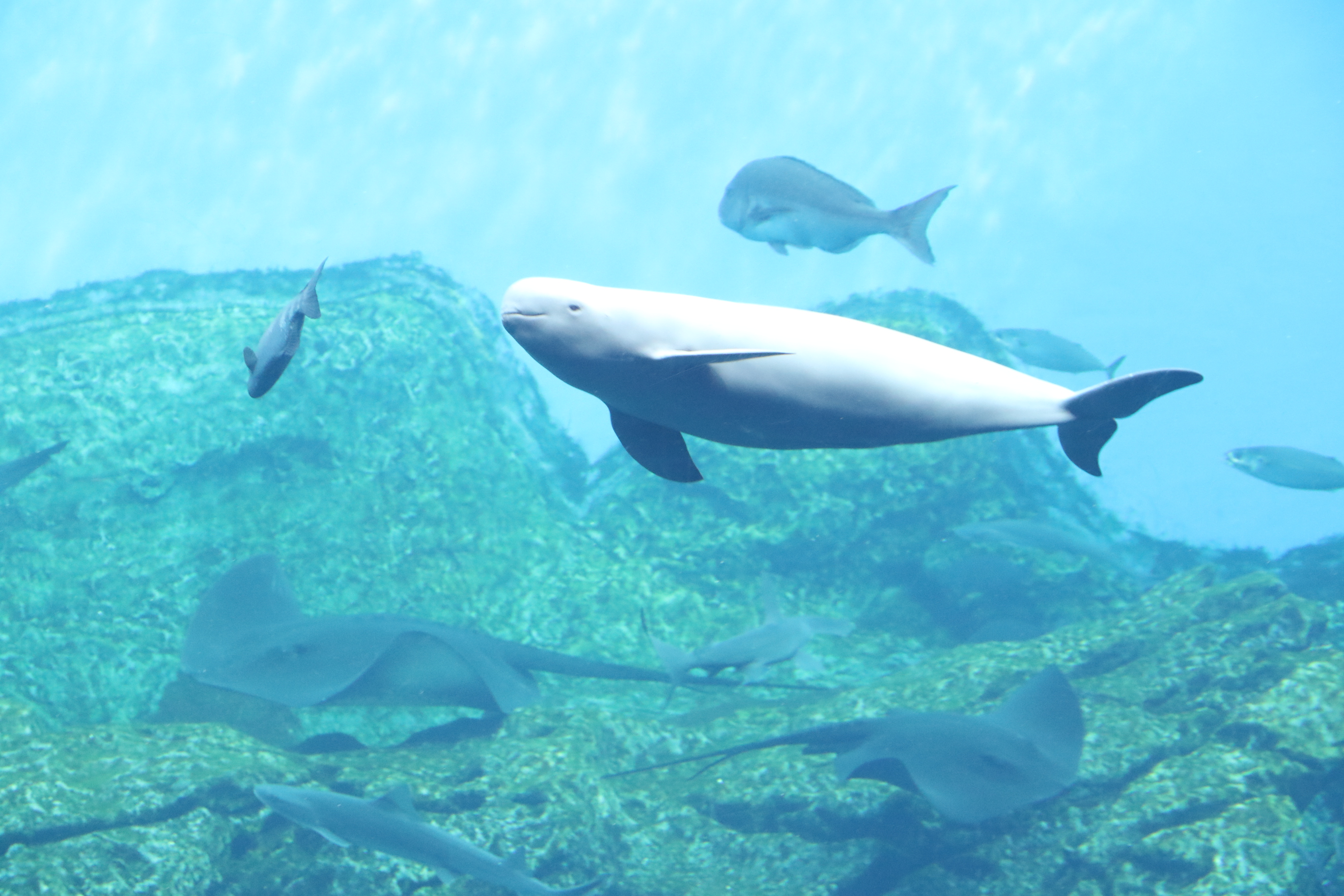 珍しいイルカがいる 仙台うみの杜水族館のショー攻略 イルカ出没スポット Epark Cocoyuco