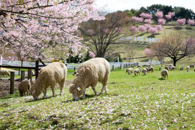 伊香保グリーン牧場-桜の花見2
