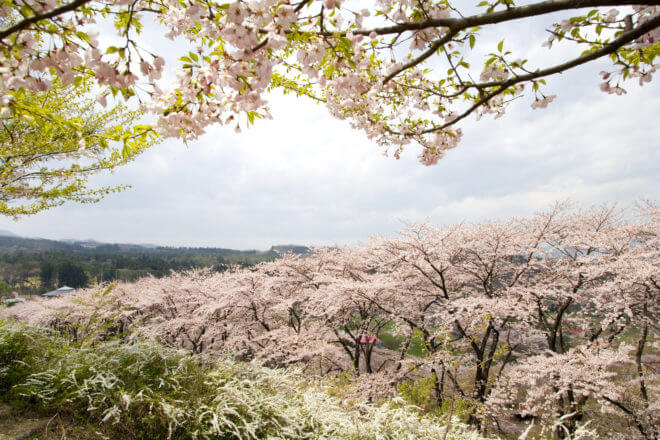伊香保グリーン牧場-桜の花見1
