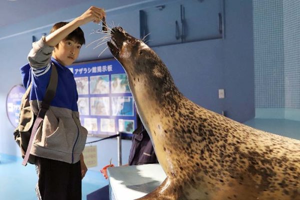 下田海中水族館-アザラシ餌やり体験