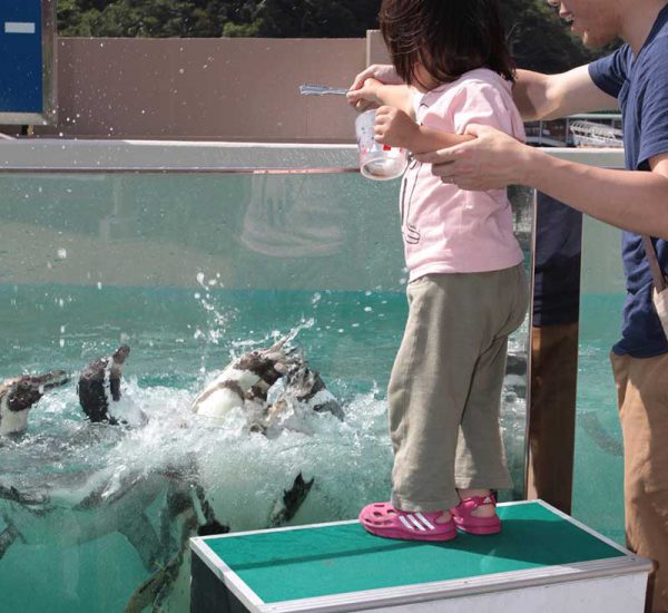 下田海中水族館-ペンギン餌やり体験