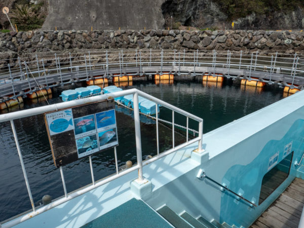 下田海中水族館-おさかな餌やり体験