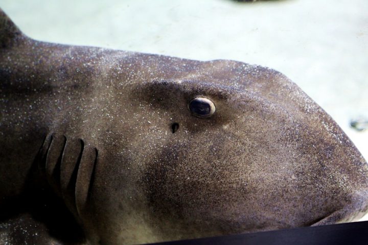 下田海中水族館-サメ肌体験