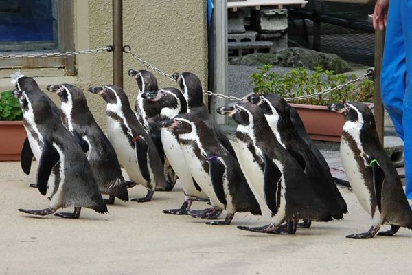 下田海中水族館-ペンギンのお散歩