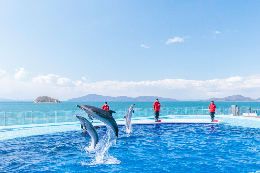 香川県の水族館おすすめ3選！人気のイルカ・ペンギン・カワウソに会いにいこう