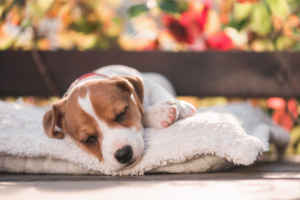 【安全】犬用ホットカーペットおすすめ11選！快適温度＆お手入れ簡単