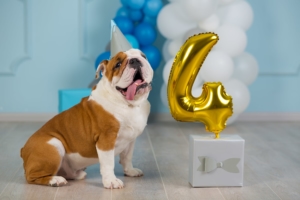 愛犬への誕生日プレゼントおすすめ人気10選｜可愛いペットグッズやおもちゃ