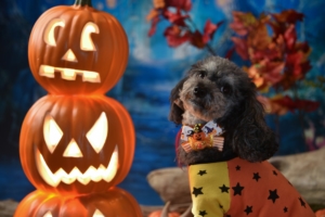 【ハロウィン】犬のコスプレ服おすすめ19選！可愛いドレスやかぼちゃで写真映え♪