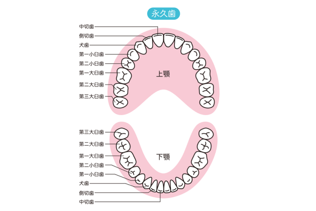 第一大臼歯