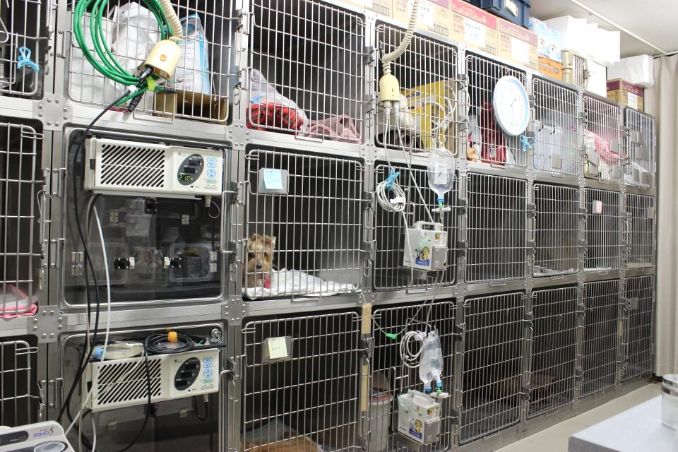 めじろ台どうぶつ病院（旧 大津動物病院）_8