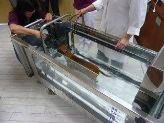 こにし動物クリニック_2