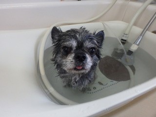 こにし動物クリニック_6