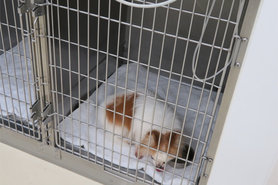 にしむら犬猫病院_3