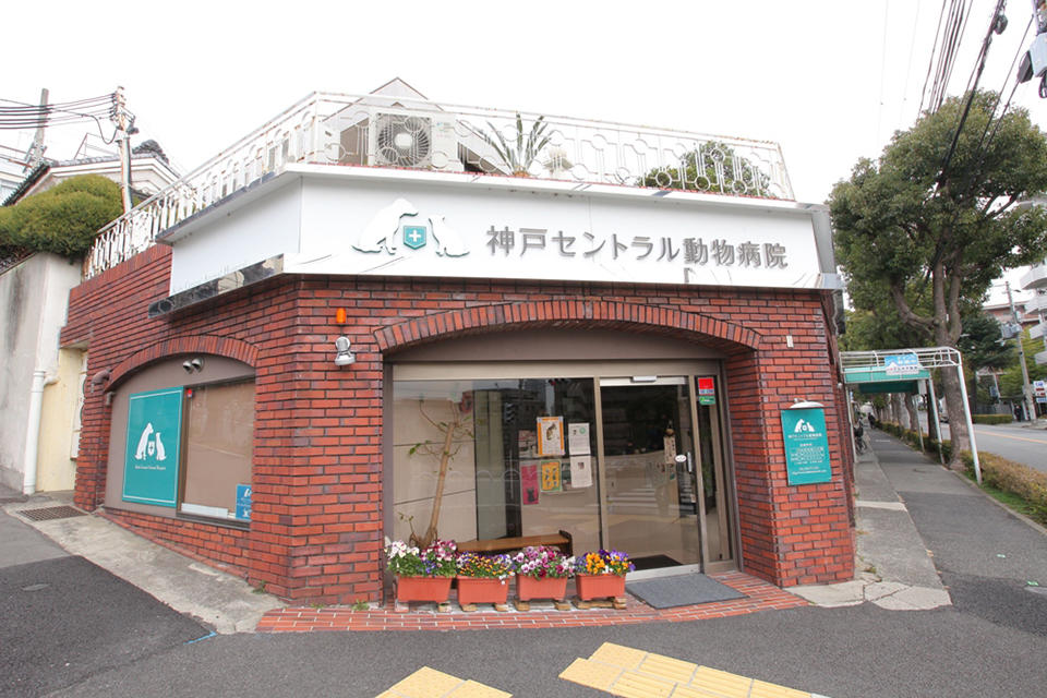 神戸セントラル動物病院_3