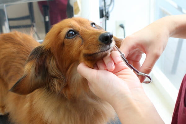 松戸うがた動物病院_1
