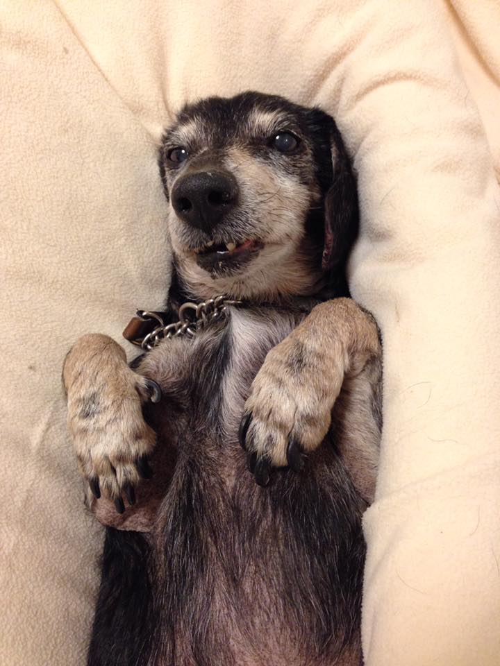ベル犬猫病院_5