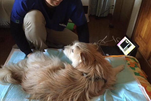 往診専門 はる動物診療所_6