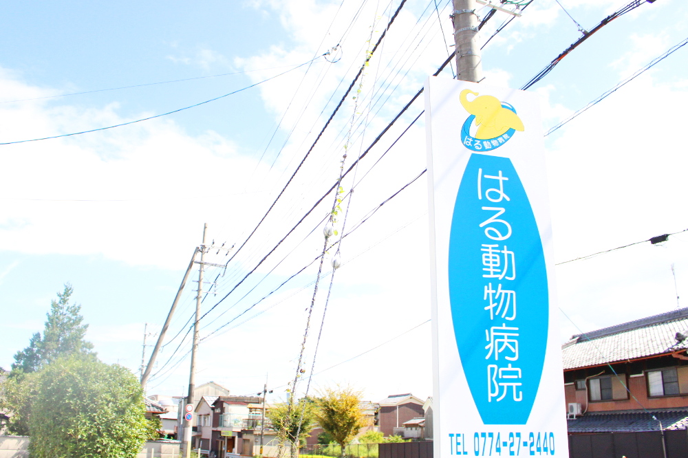 はる動物病院_8