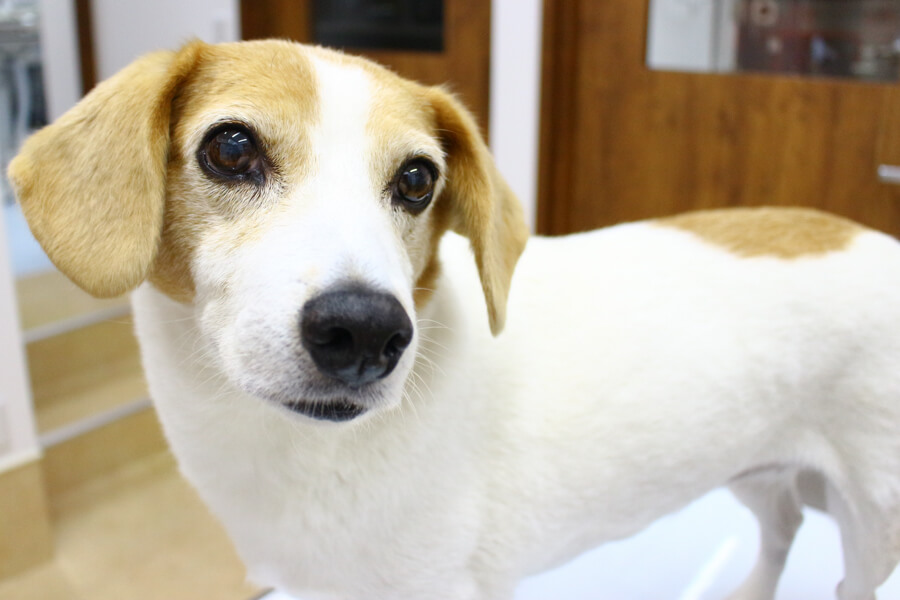 看板犬 ／ きゅーちゃん