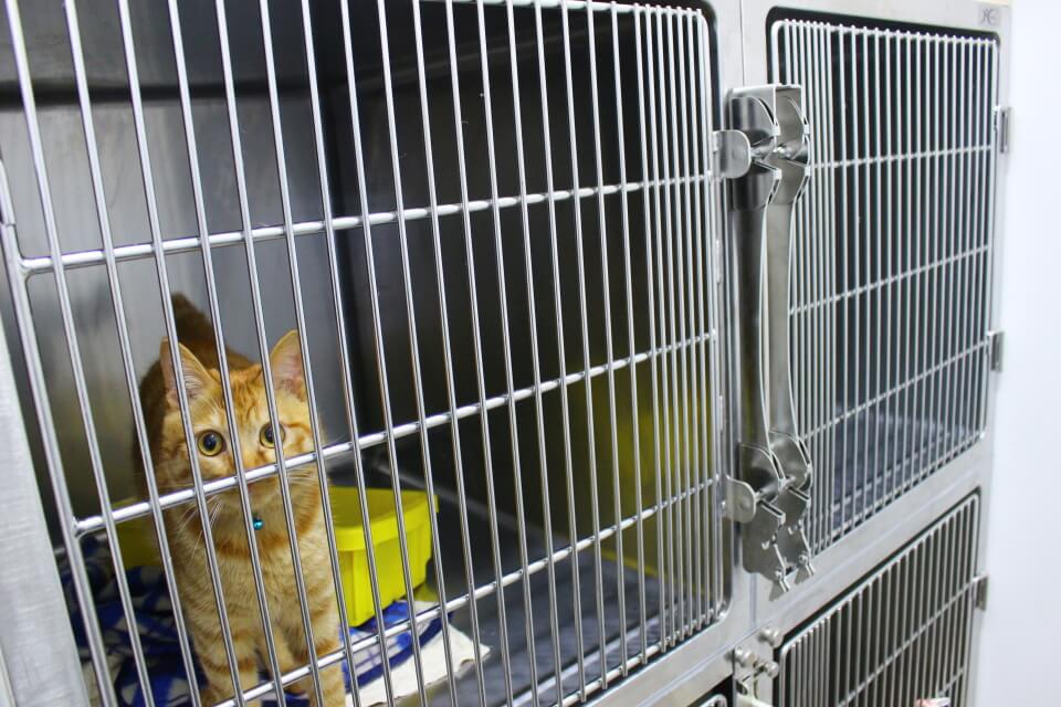 ふれあいの丘動物病院_4