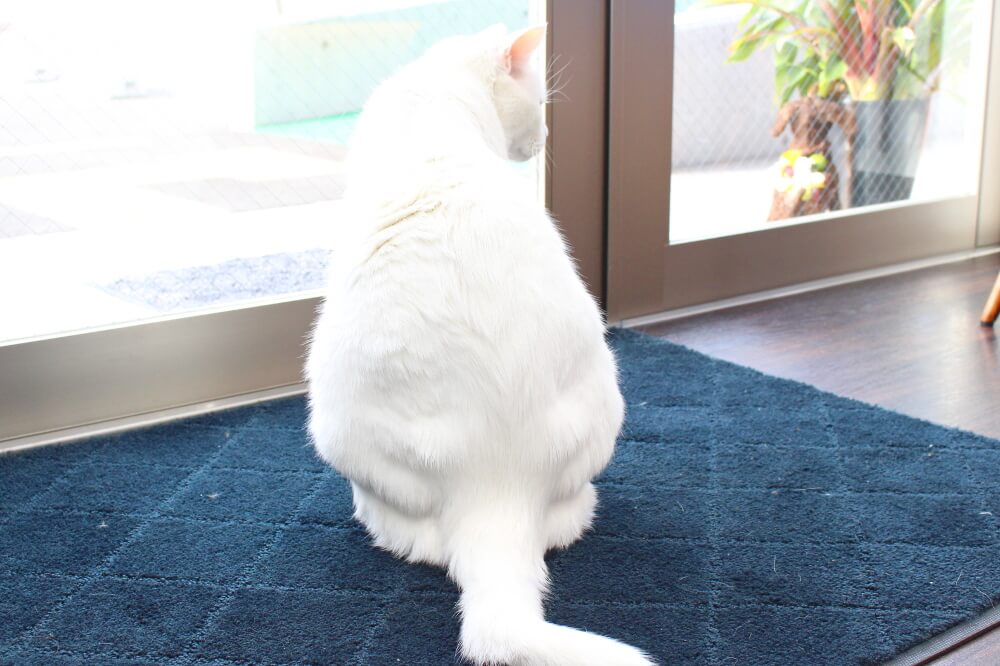 うね動物病院_10
