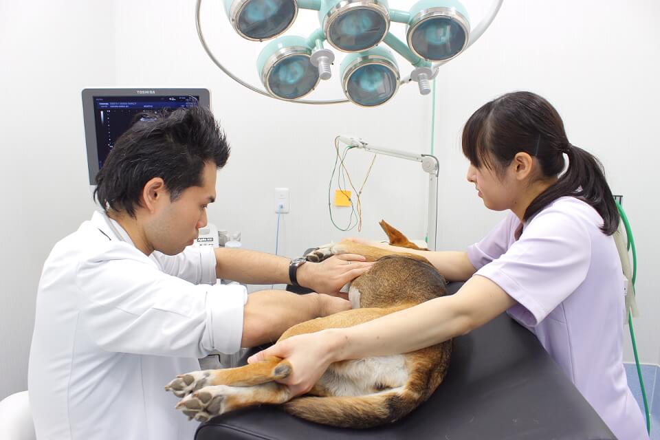 しらい動物病院（大崎台分院）_こだわり_2