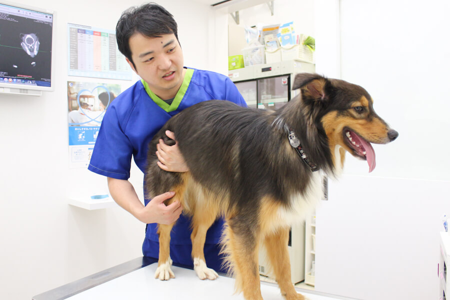エルムス動物医療センターららぽーと柏の葉院_17