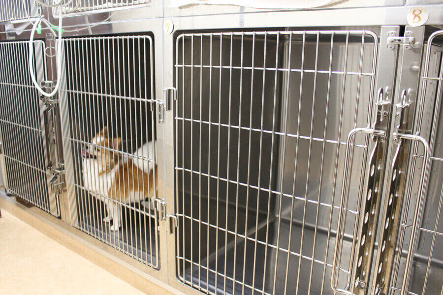 西調布犬猫クリニック_5