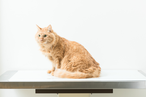 ふじの動物病院_1