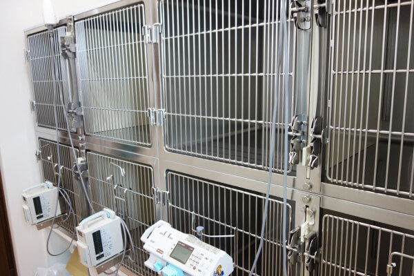 キャットクリニック イチハラ_1