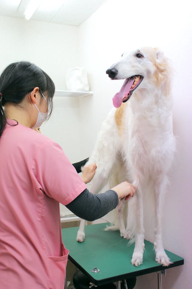 なぎさ動物病院_10