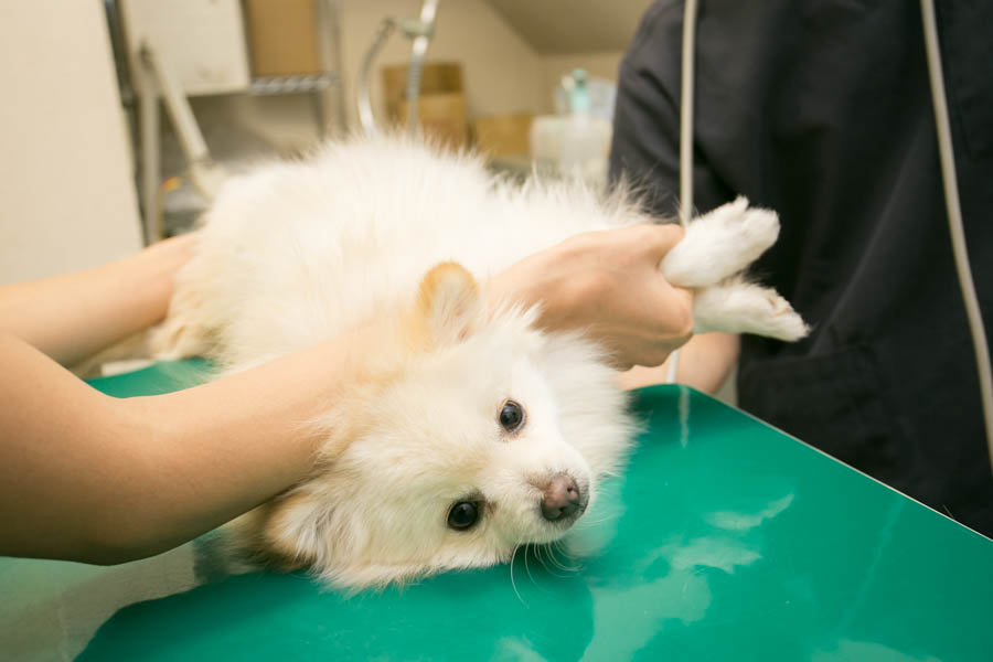 白石動物病院_9