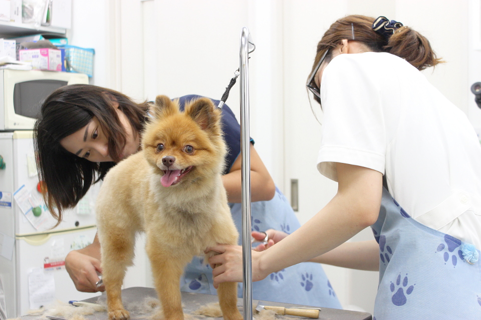 あおき動物病院_5