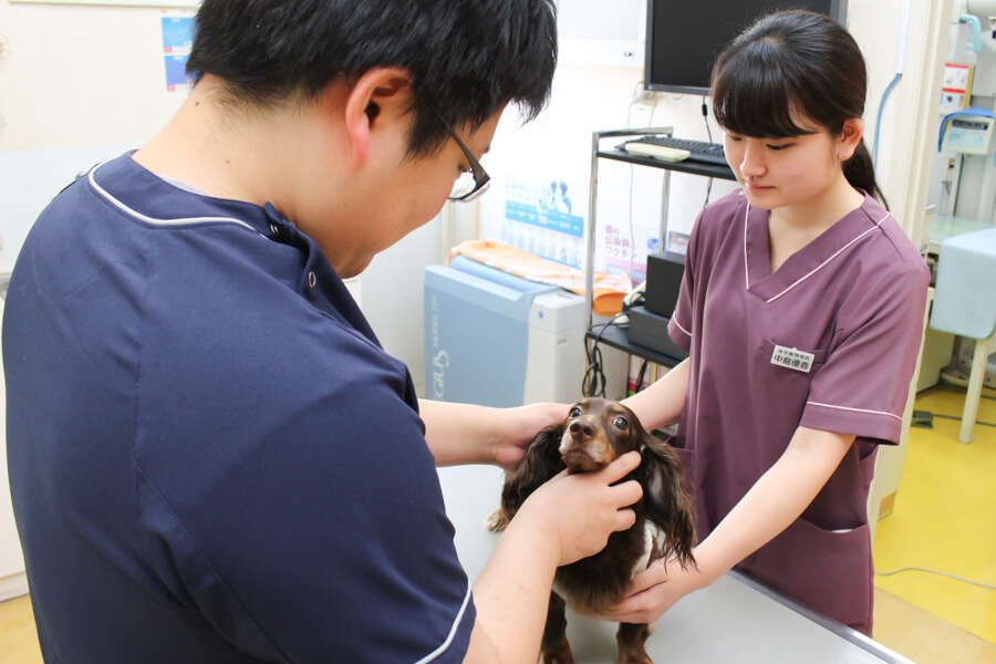 幸手動物病院_13