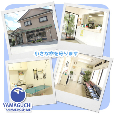 山口動物病院