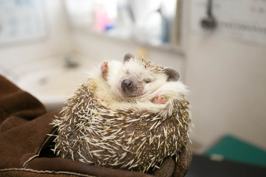 すずき動物病院_6
