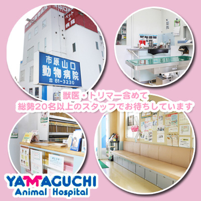 市原山口動物病院
