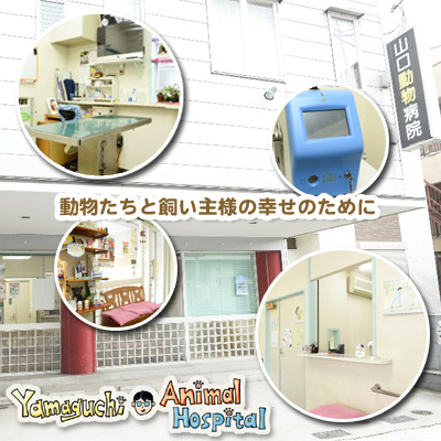 山口動物病院