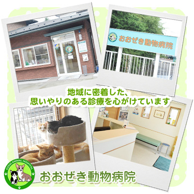 おおぜき動物病院