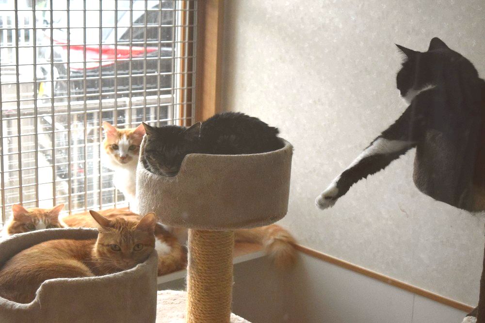 おおぜき動物病院_4